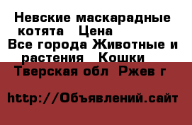 Невские маскарадные котята › Цена ­ 15 000 - Все города Животные и растения » Кошки   . Тверская обл.,Ржев г.